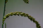 Twisted sedge